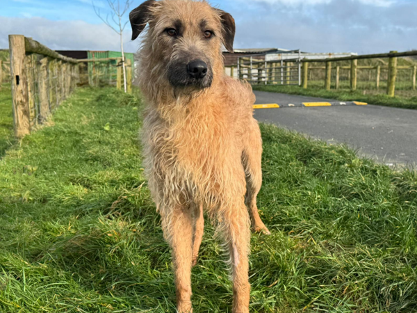 BRAMBLE For Adoption