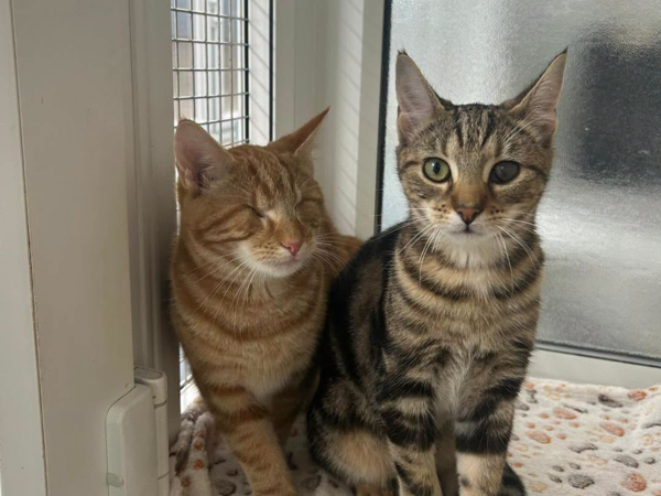  FIZZ & KEESA  For Adoption