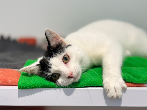 HOWLITE For Adoption