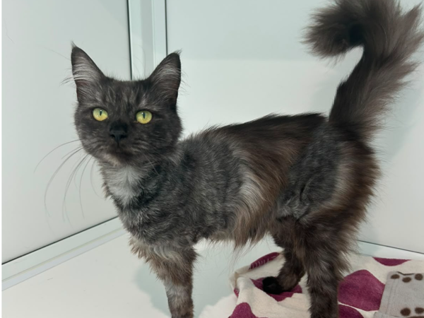 MOGWAI For Adoption