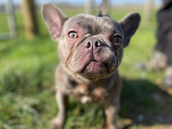 Pop, a 3 years old female French Bulldog available for adoption from Greenacres Rescue in Wales