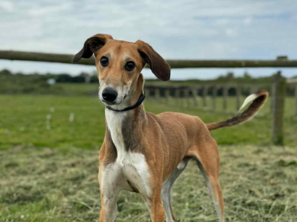 CHESTER For Adoption