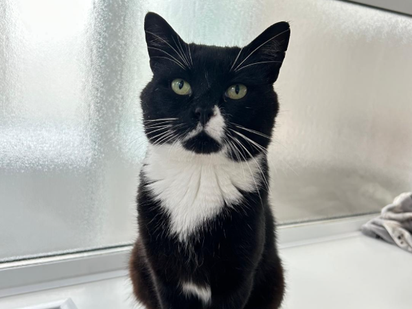 BUSTER For Adoption