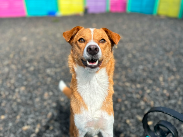 SUZIE For Adoption