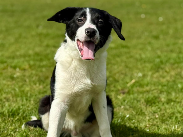Bentley, a 6 months old male Collie available for adoption from Greenacres Rescue in Wales