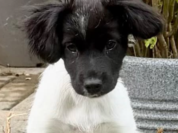 WAFFLE For Adoption