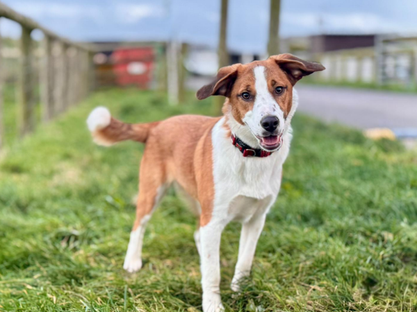 Nelly, a 6 months old female Collie x Beagle available for adoption from Greenacres Rescue in Wales
