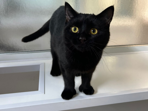 WHISKEY For Adoption