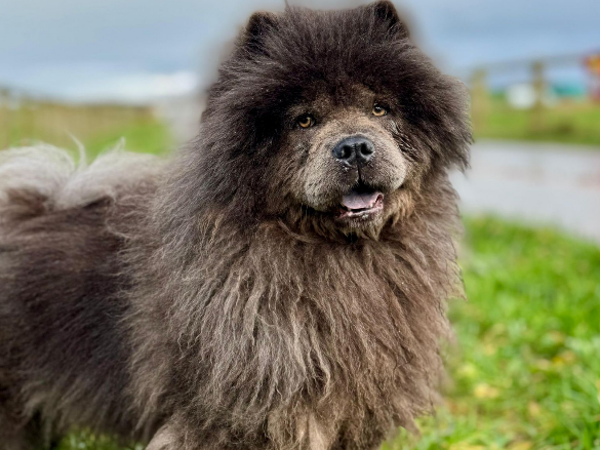 Bluebell, a 4 years old female Chow Chow available for adoption from Greenacres Rescue in Haverfordwest, Wales