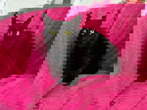 TOOTSIE   For Adoption