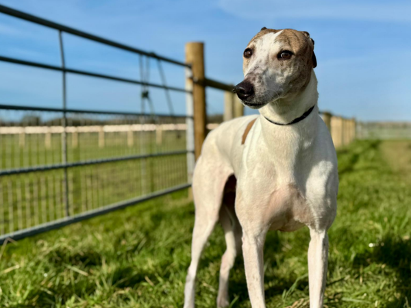Timmy, a 8 years old male Lurcher available for adoption from Greenacres Rescue in Haverfordwest, Wales