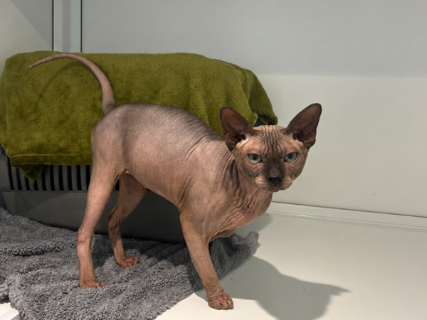 EDDIE For Adoption