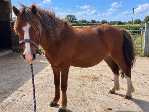 GWYNFOR For Adoption