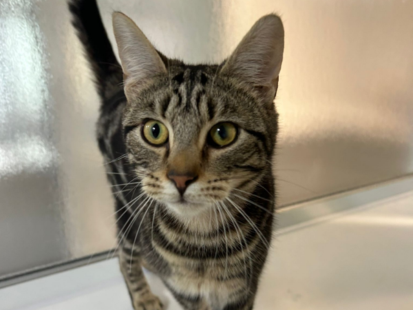 SHER-KHAN For Adoption