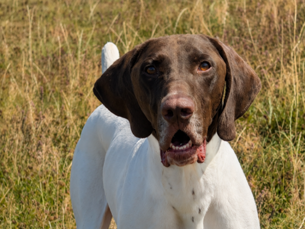 BRANDO For Adoption