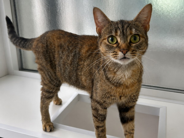 HONEYBEE For Adoption