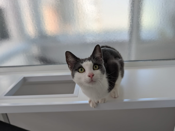 RUBY For Adoption