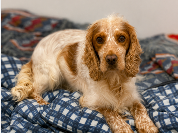COOPER For Adoption