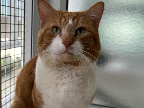 BISCUIT For Adoption