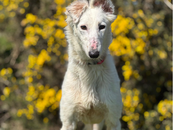 RACHEL For Adoption