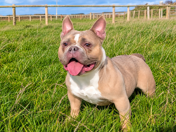 TIANA For Adoption