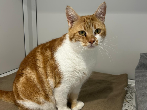 SUNDAY For Adoption
