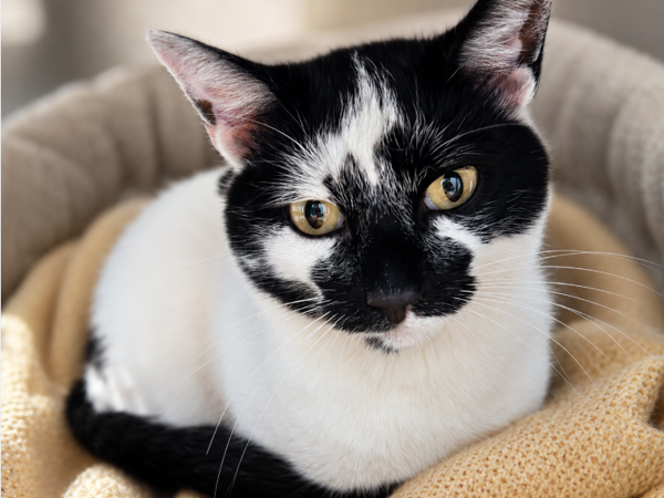 LUCA For Adoption