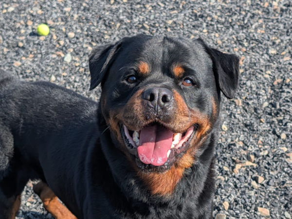 Hades, a 5 years old male Rottweiler available for adoption from Greenacres Rescue in Wales