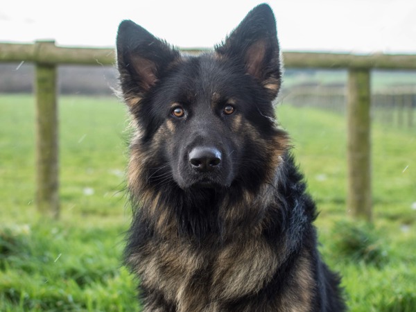 DOG NAME HERE For Adoption