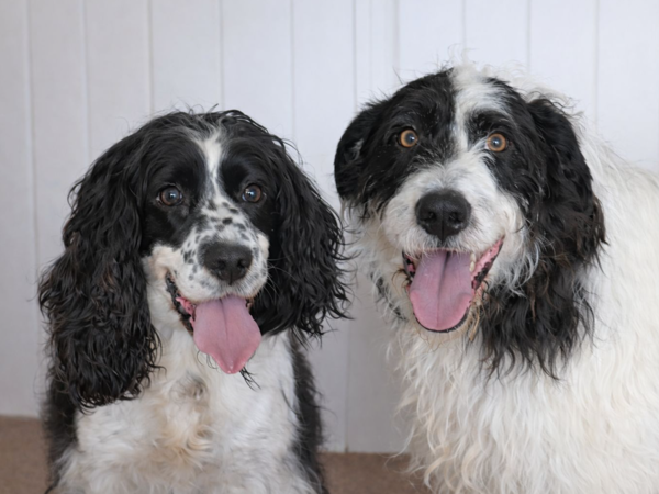 CLIO AND SPOT For Adoption