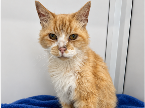 CHEDDAR For Adoption