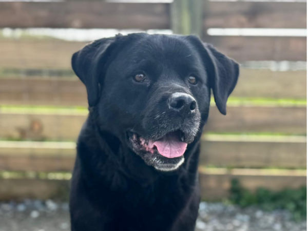 Luna, a 7 years old female Labrador x Rottweiler available for adoption from Greenacres Rescue in Wales