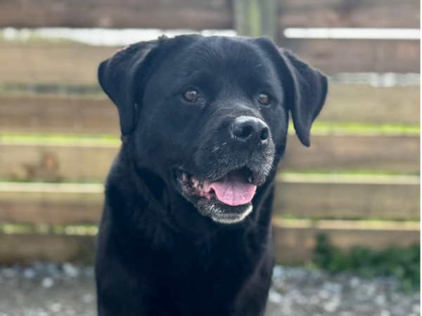 Luna, a 7 years old female Labrador x Rottweiler available for adoption from Greenacres Rescue in Wales