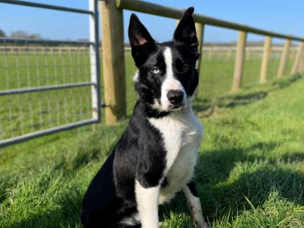 Bluey, a 3 years old male Collie available for adoption from Greenacres Rescue in Wales