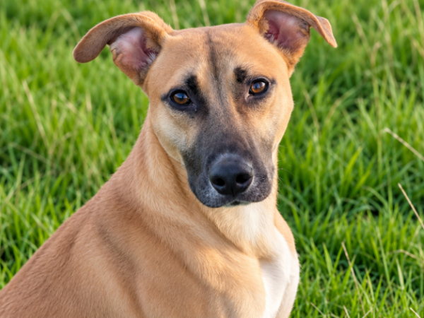 PUMPKIN For Adoption