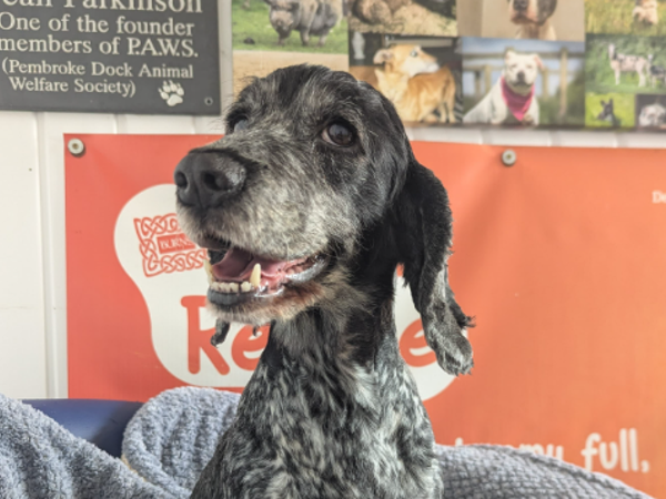 MAPLE For Adoption