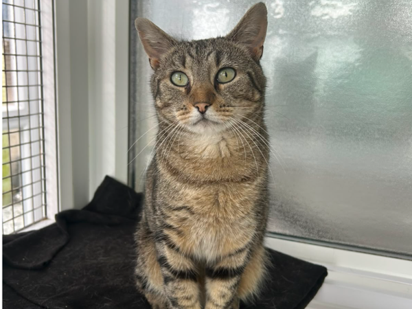 COLA For Adoption
