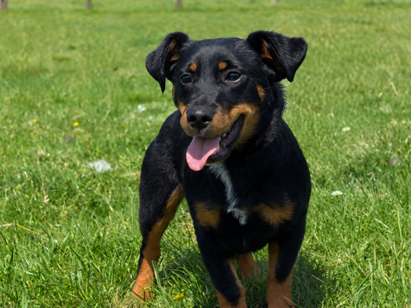 POPPY For Adoption