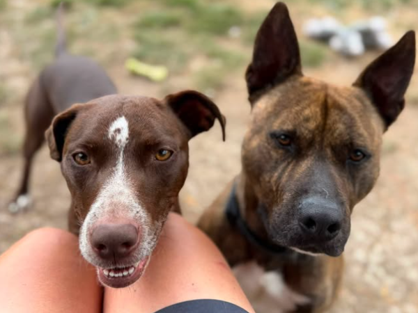 MICKEY & MINNIE For Adoption