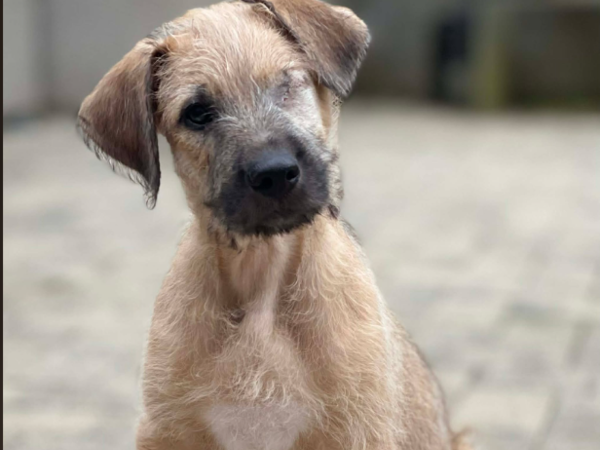 FREDDIE For Adoption