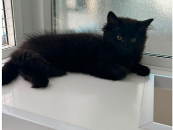 BEAR & BROOKE For Adoption