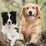 Timmy, a 8 years old male Lurcher available for adoption from Greenacres Rescue in Haverfordwest, Wales