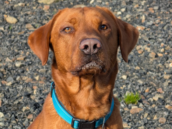 FINN For Adoption