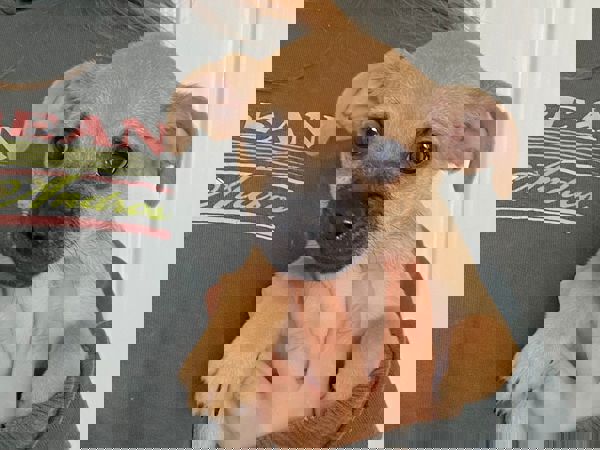 MAY For Adoption