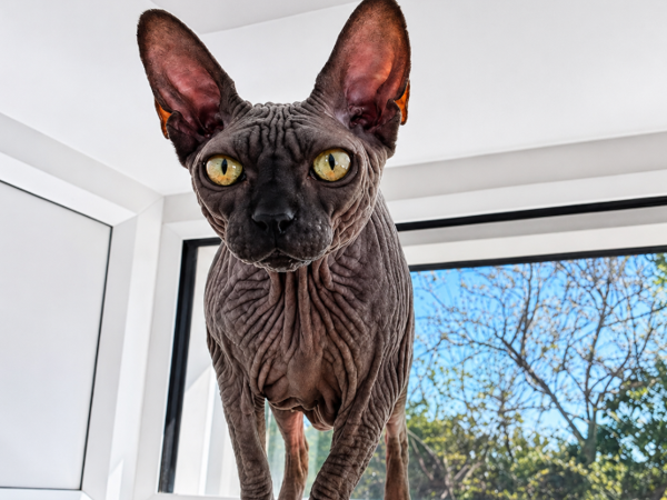 CLEO For Adoption
